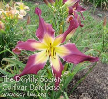 Daylily Flying Purple People Eater